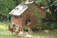 Chickens prepare for breakfast
